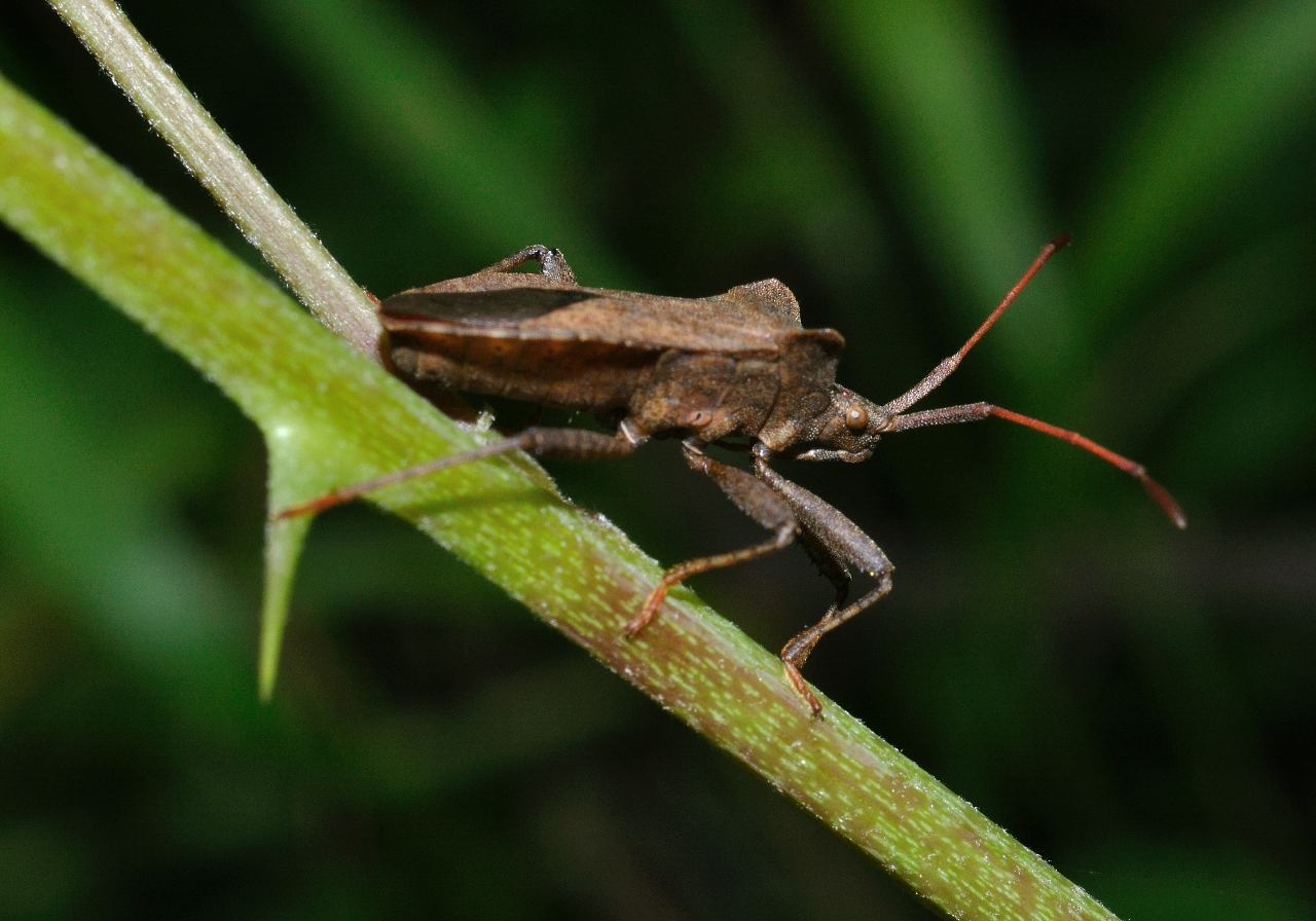 Coreidae: Coreus marginatus  dei dintorni di Roma